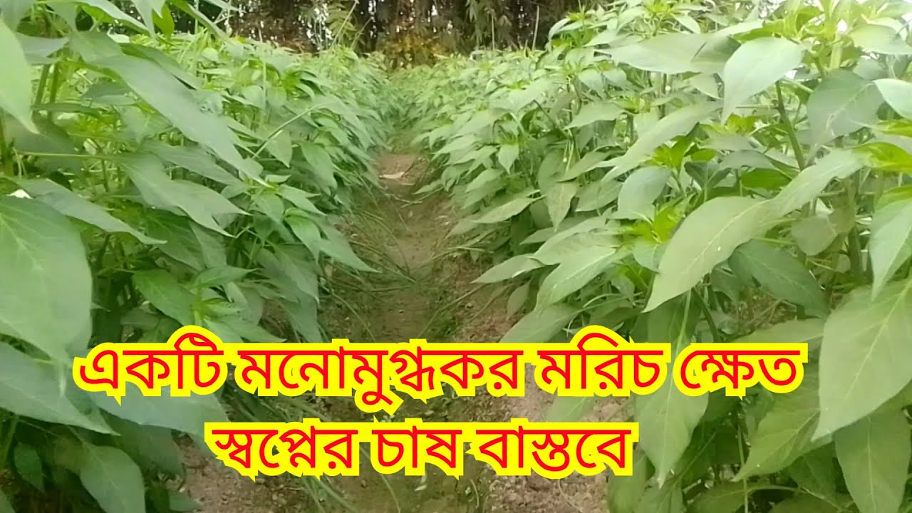 একটি মনোমুগ্ধকর মরিচ ক্ষেত।। স্বপ্নের চাষ বাস্তবে।।হদক-৭৬।।মরিচ চাষ।।#pepper