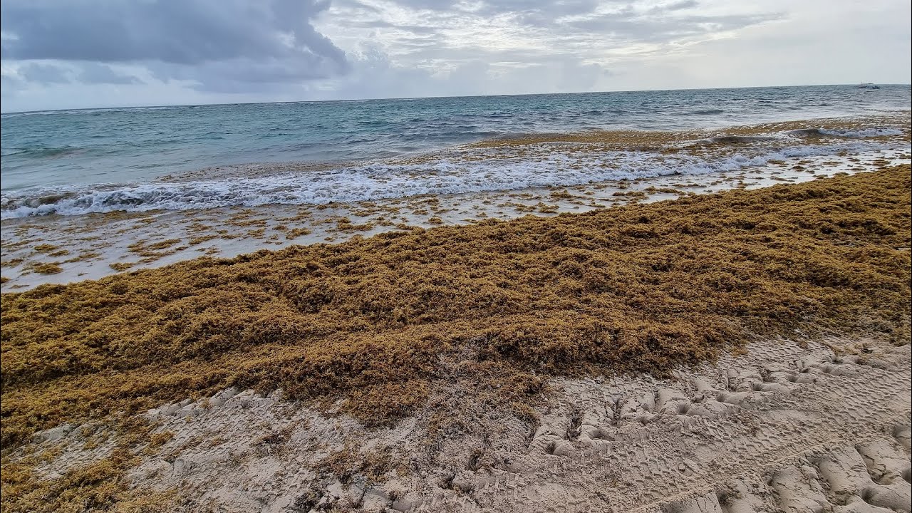 Playa de Punta Cana - DESMINTIENDO MITOS - Sargazo - El timo del caribe