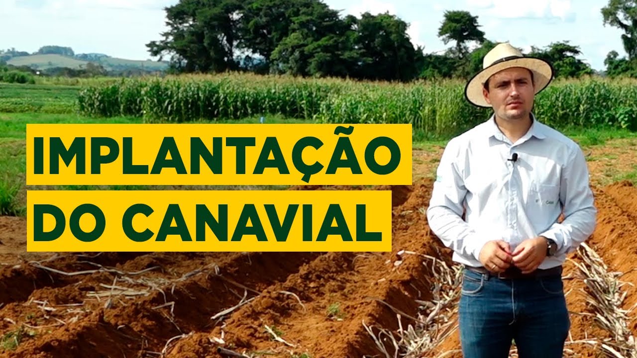Como Fazer a Implantação Correta de um Canavial