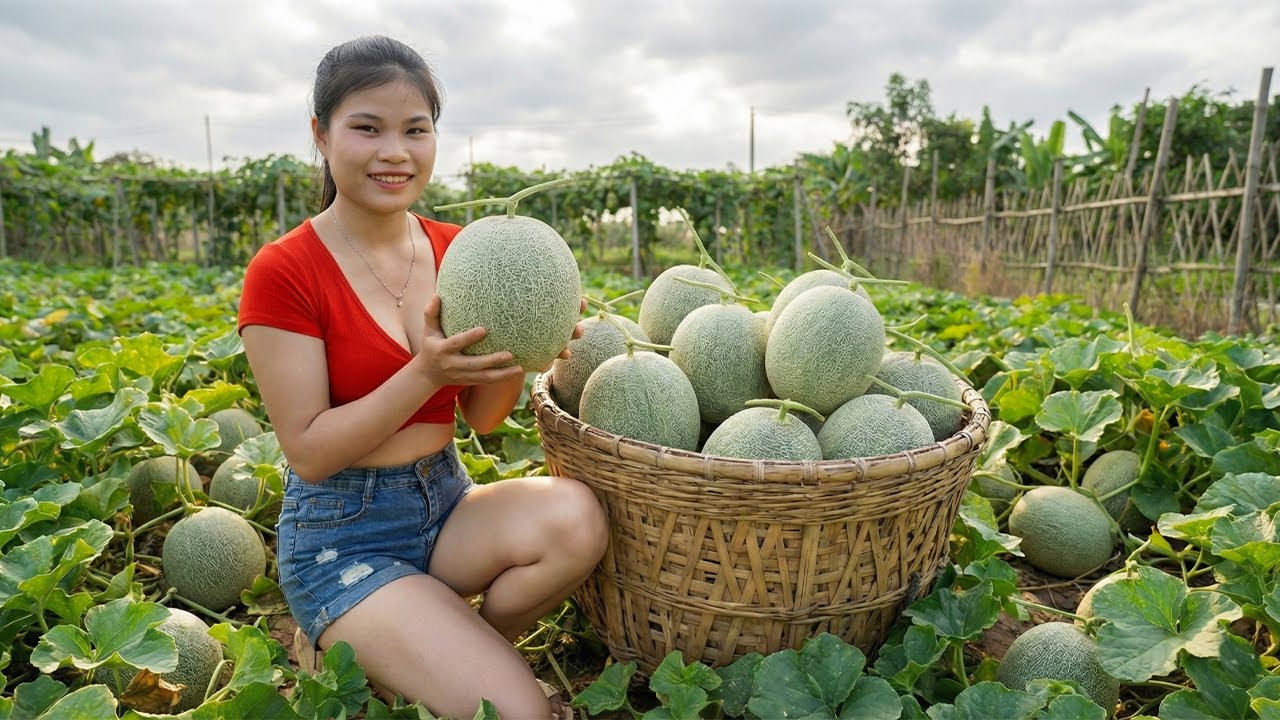 Harvesting 1000+kg GIANT Exotic Muskmelon on The Field Go To Market Sell, Muskmelon Smoothie Recipe