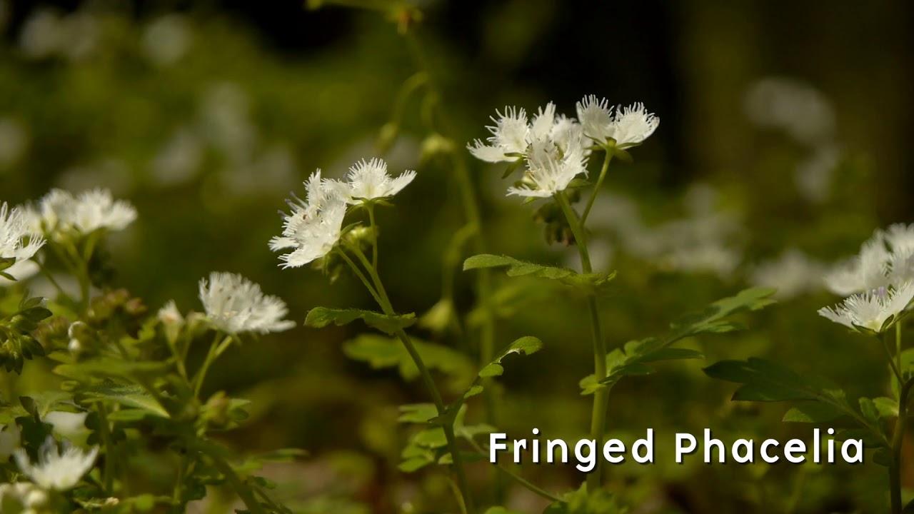 Spring Ephemerals in Great Smoky Mountains National Park