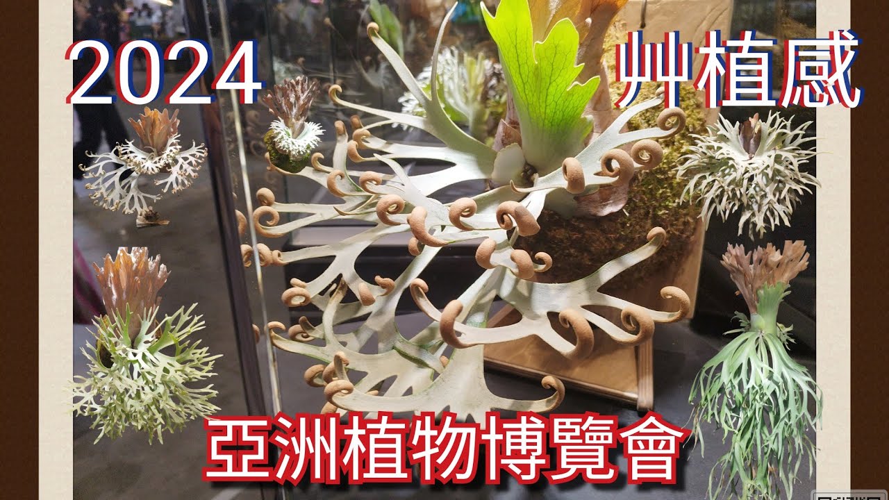 (逛肉買肉)2024艸植感/亞洲植物博覽會：大臺南會展中心 ICC TAINANx2024.11.08~11.10盛大舉行#艸植感 #鹿角蕨 #龍舌蘭 #觀葉植物#多肉植物#plantmarket