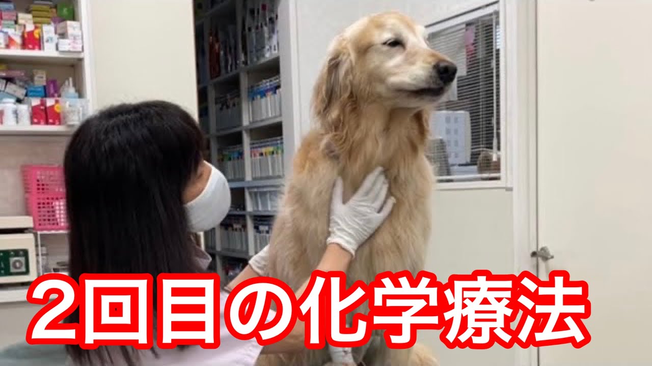 【メイプル闘病記#3】2回目の化学療法(抗がん剤治療)をしてきました。【ゴールデンレトリバー】