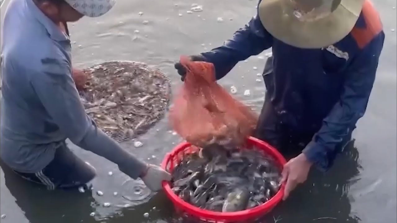 NUÔI CÁ CHỐT THƯƠNG PHẨM