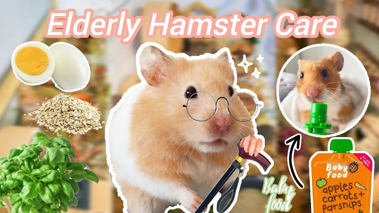 Elderly Hamster Care - Looking After Senior Hamsters - Cage, diet + more 🐹🍄🌿
