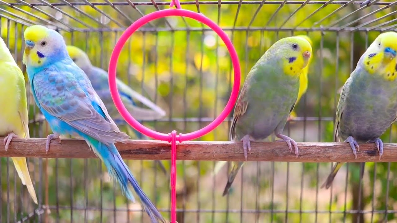 Mango and Chutney 🦜 8 Hours of Happy Budgie Singing & Talking