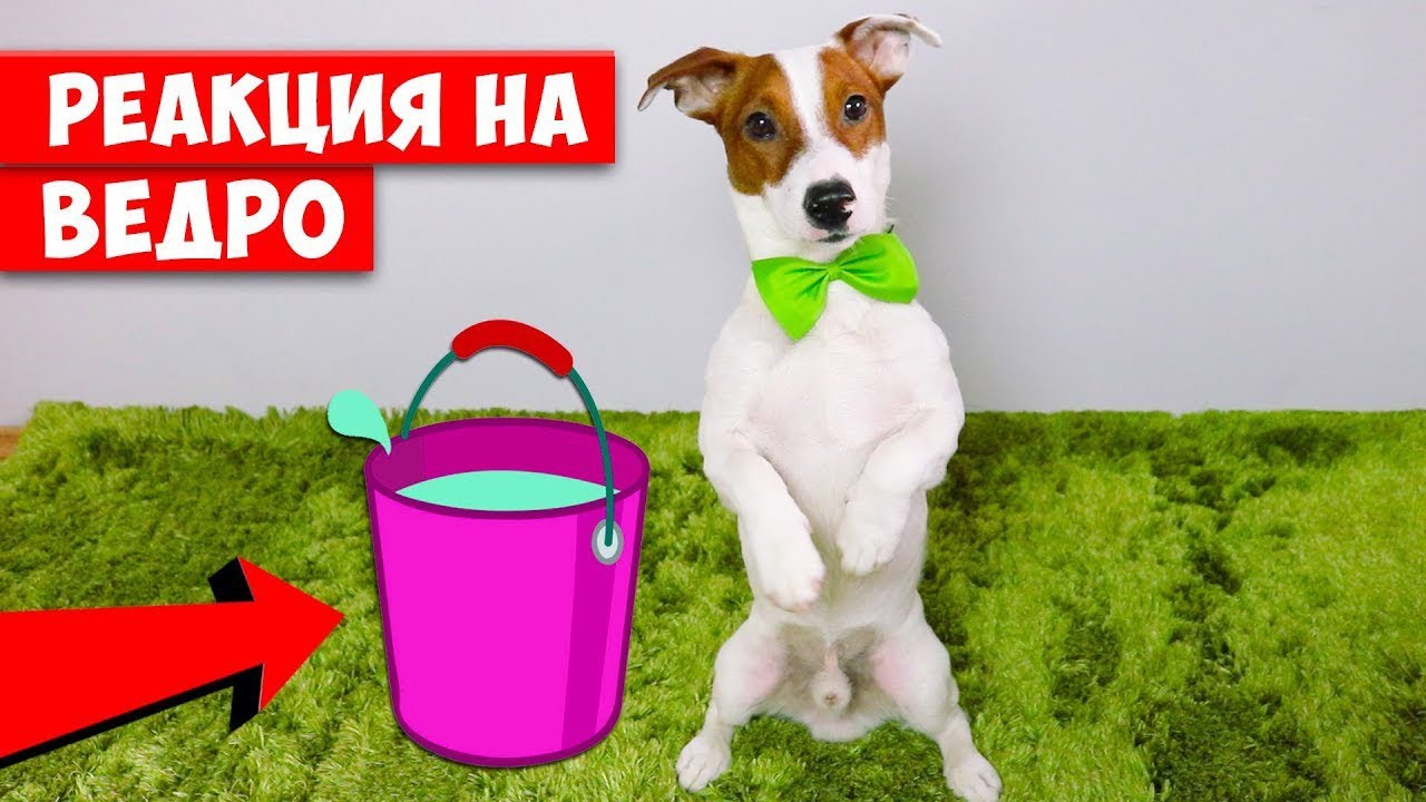 Реакция собаки на ведро с водой 🐾 ЛОКИ БОБО влог 034 серия