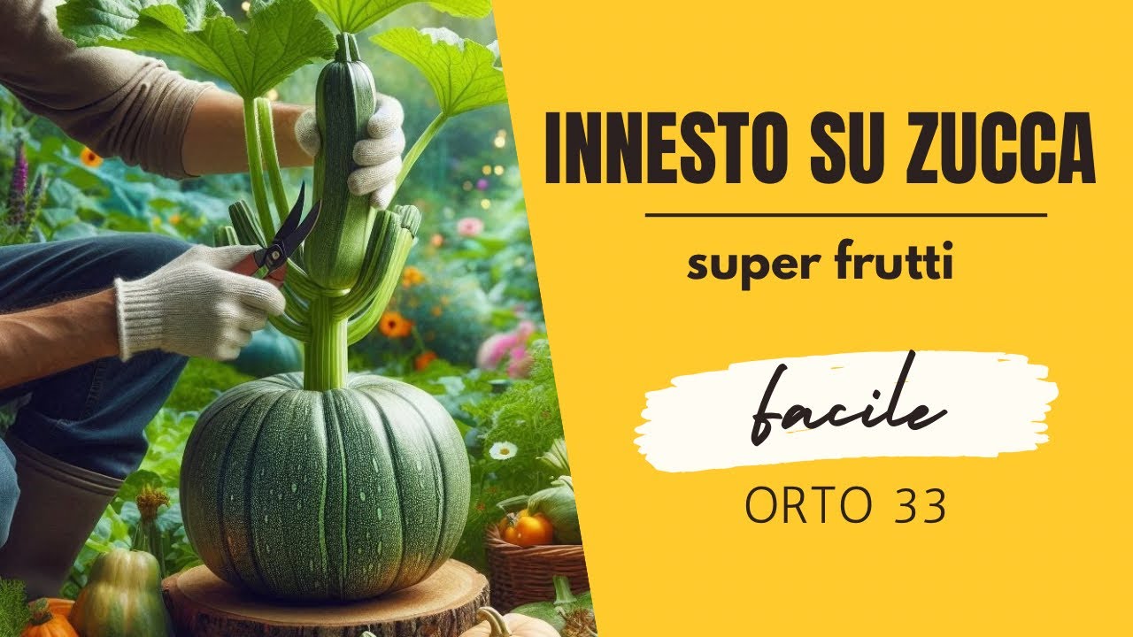 Innesto zucchine su zucca