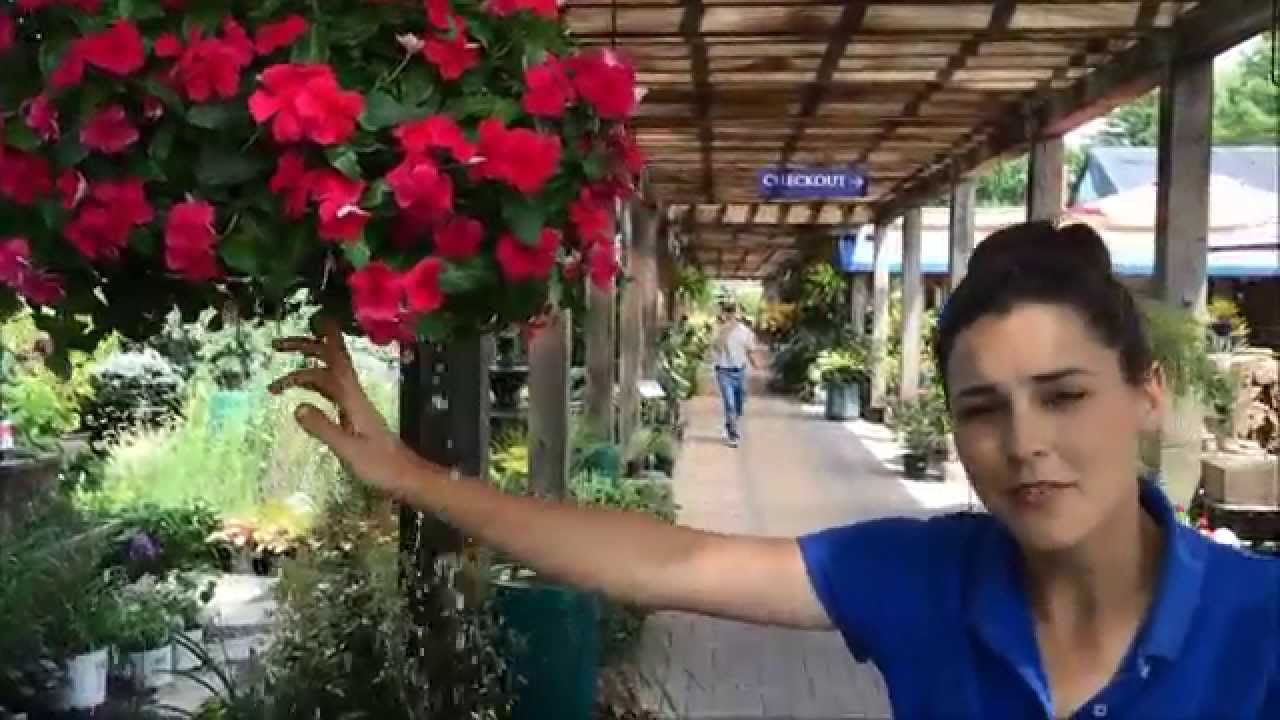 How To Water A Hanging Basket