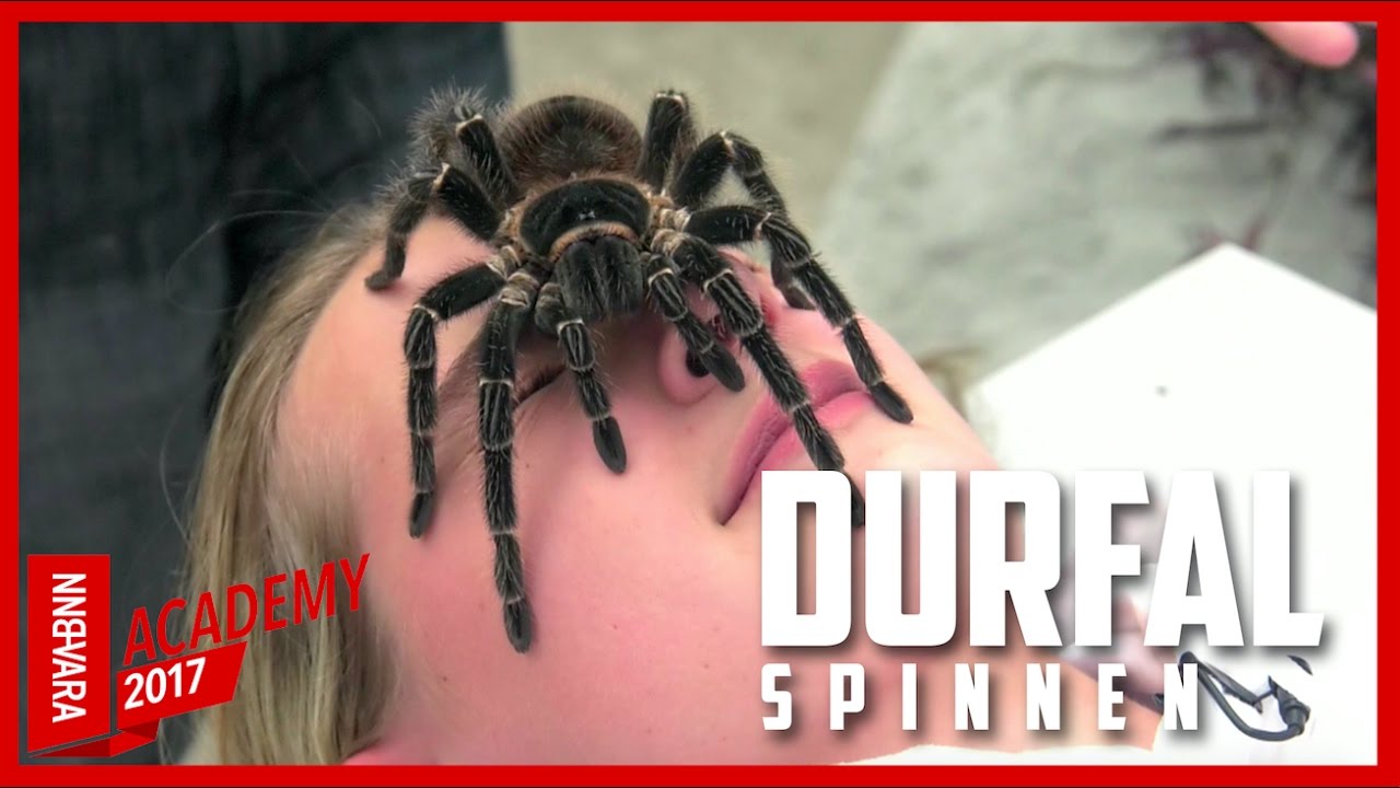 ARGHH VOGELSPINNEN!: De Grootste Durfal | 101.TV