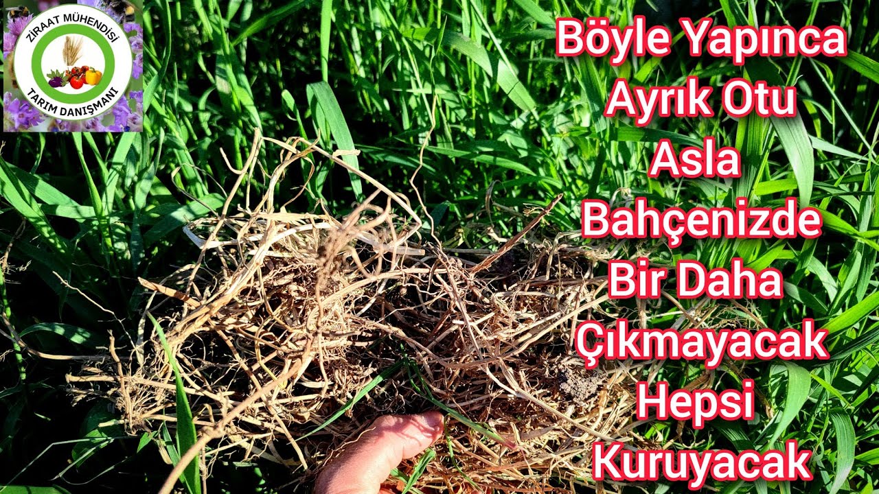 Ayrık Otundan Sonsuza Dek Kurtulmanın En Garanti Yolu🌱Bahçede Asla Ayrık Ot Çıkmaz Hepsi Kurur Çürür