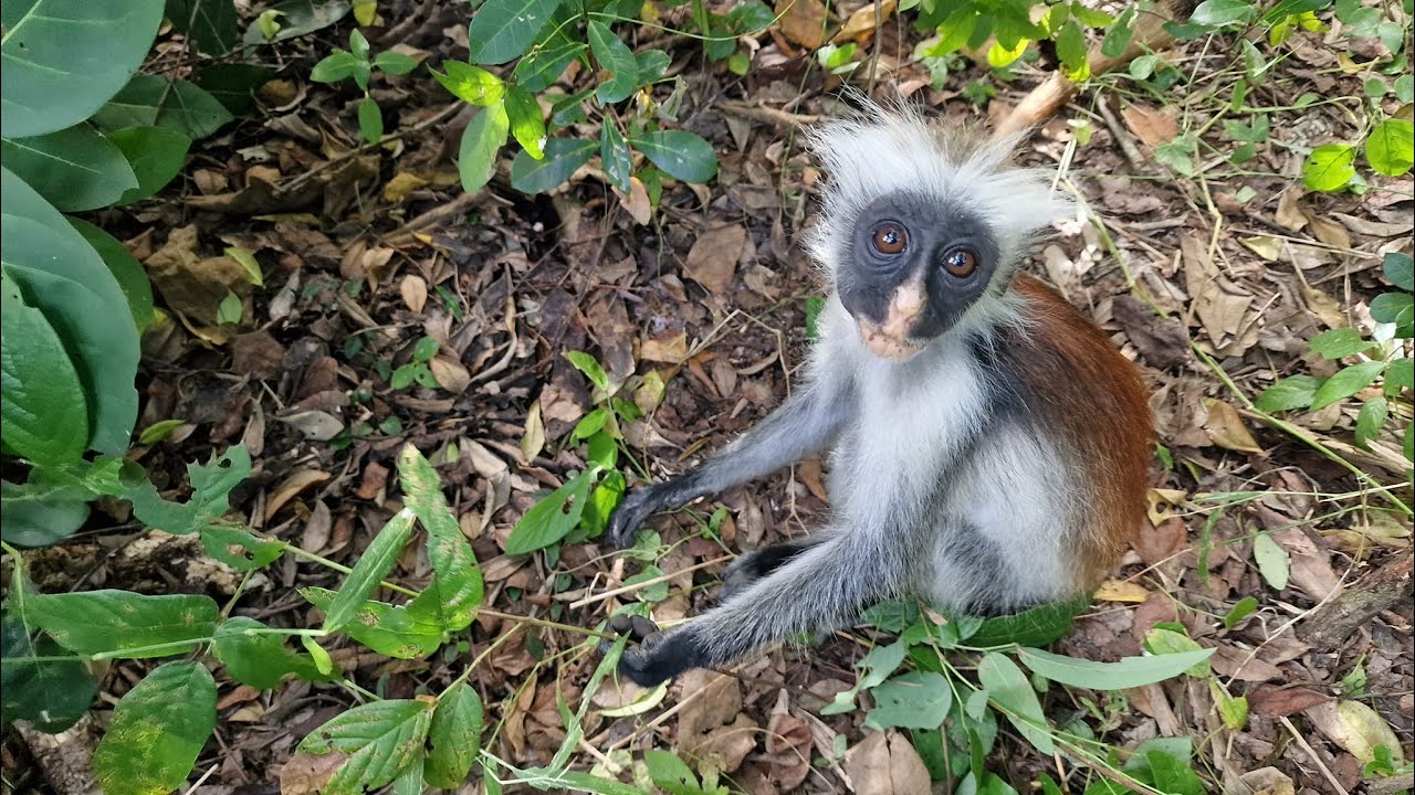 Aventura in Salbaticie, Mangrove si Maimute, ZANZIBAR, Jozani Forest