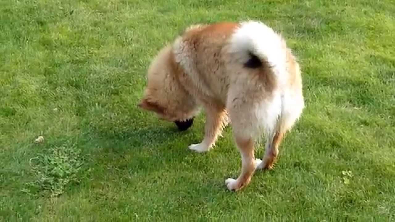 Eurasier Demi in pool