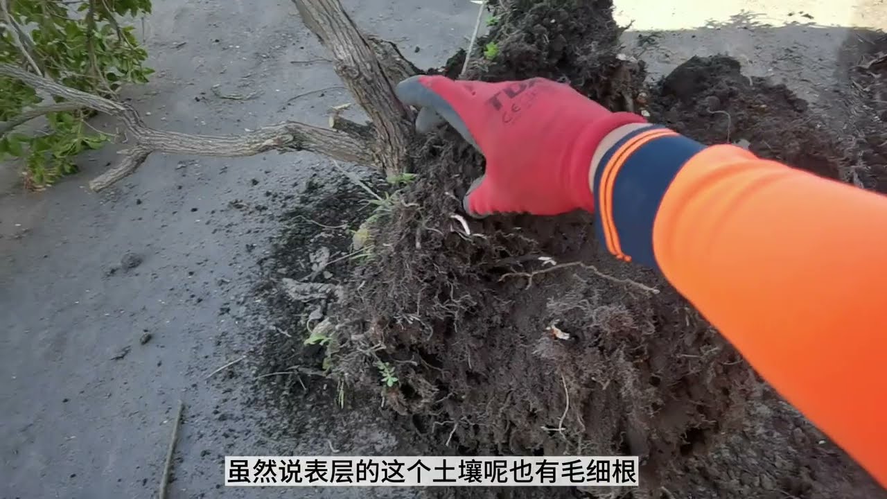 ✅💯植物移栽，定植成活率，注意事项💯✅