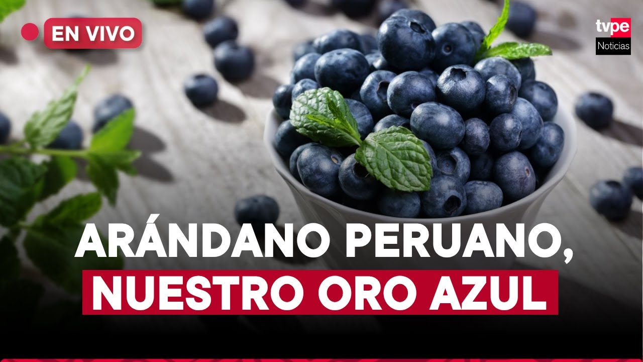 Arándano peruano, nuestro jugador estrella en el mundo