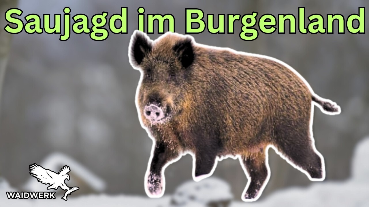 F&uuml;rstliche Dr&uuml;ckjagd im Burgenland [Dr&uuml;ckjagd auf Sauen im Jagdrevier Thiergarten]