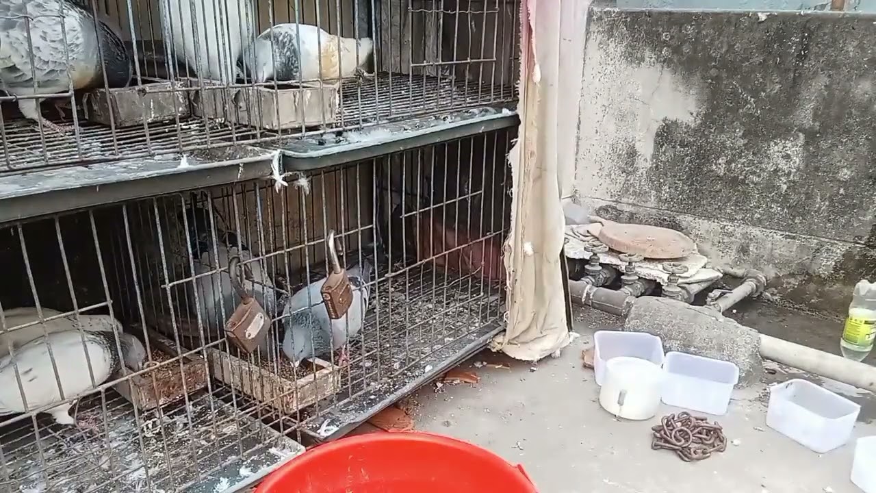 কবুতরের গরমের খাবার। এই চ্যানেলটাকে সবাই সাবস্ক্রাইব করুন। সামনে আরো নতুন নতুন ভিডিও আসবে ইনশাল্লাহ।