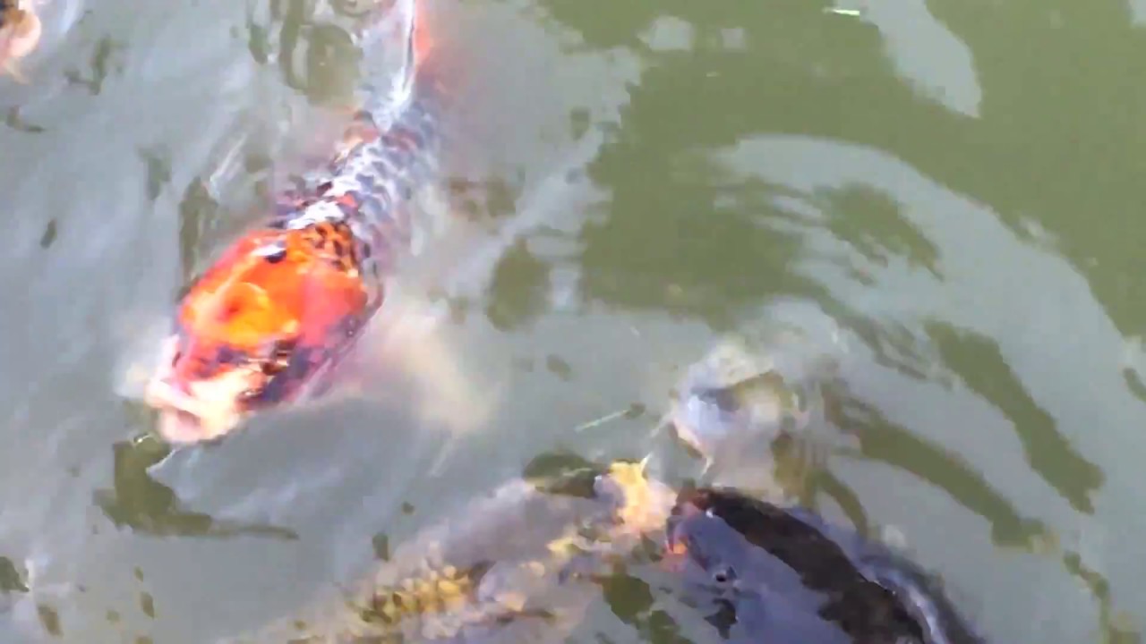 Koi Fish Swimming In A Pond, No. 3