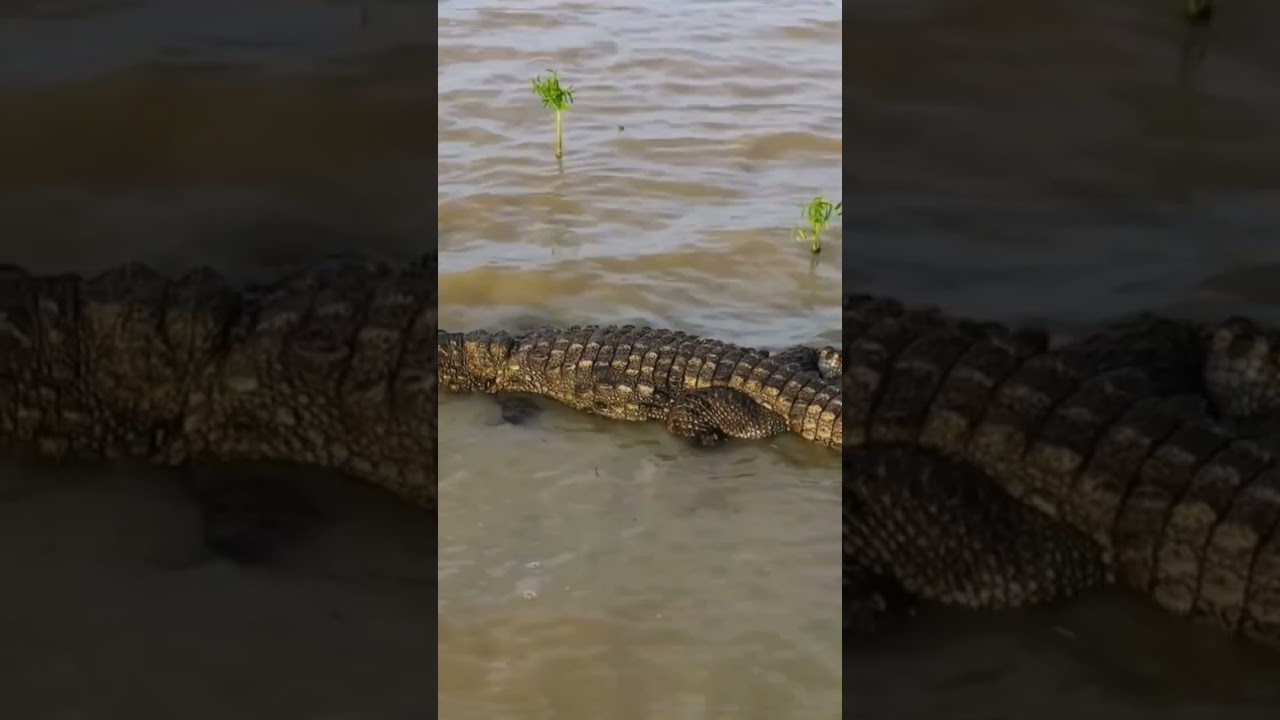 Crocodiles life #viralvideo #animalove #global #kerala #kidsvideo