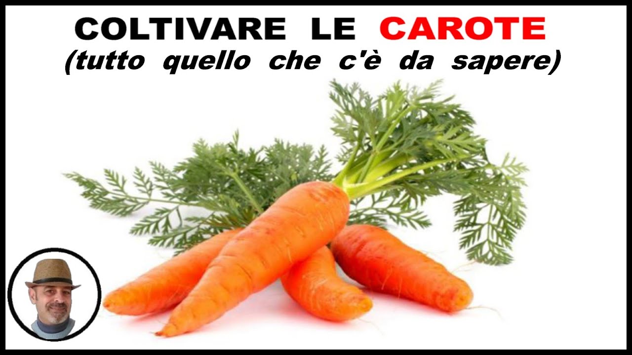 COLTIVARE LE CAROTE, tutte le indicazioni - CULTIVO DE ZANAHORIA  - CARROT CULTIVATION