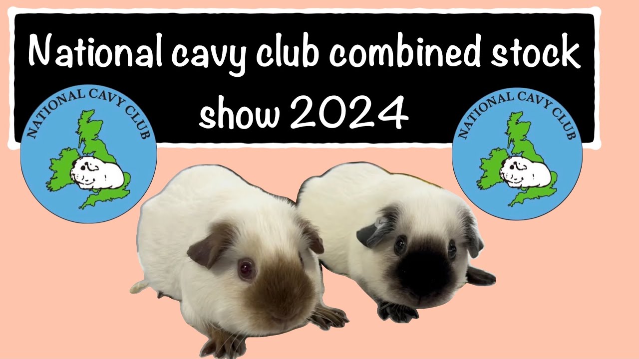 National cavy club combined stock show 2024 the highlight of the cavy show circuit