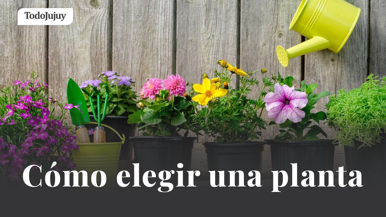 Guia para los que quieren empezar a tener plantas en casa