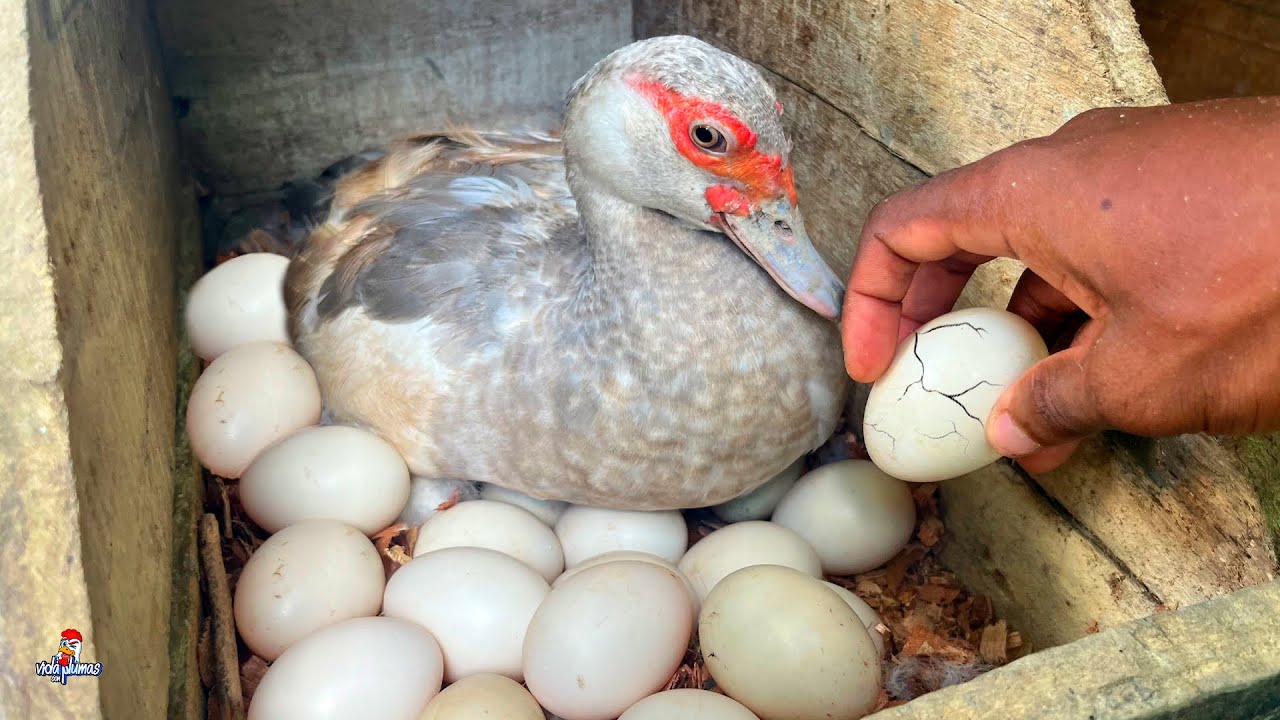 Recogiendo los Huevos de los Patos 🦆 ¡SALIERON MUCHOS HUEVOS! 😱