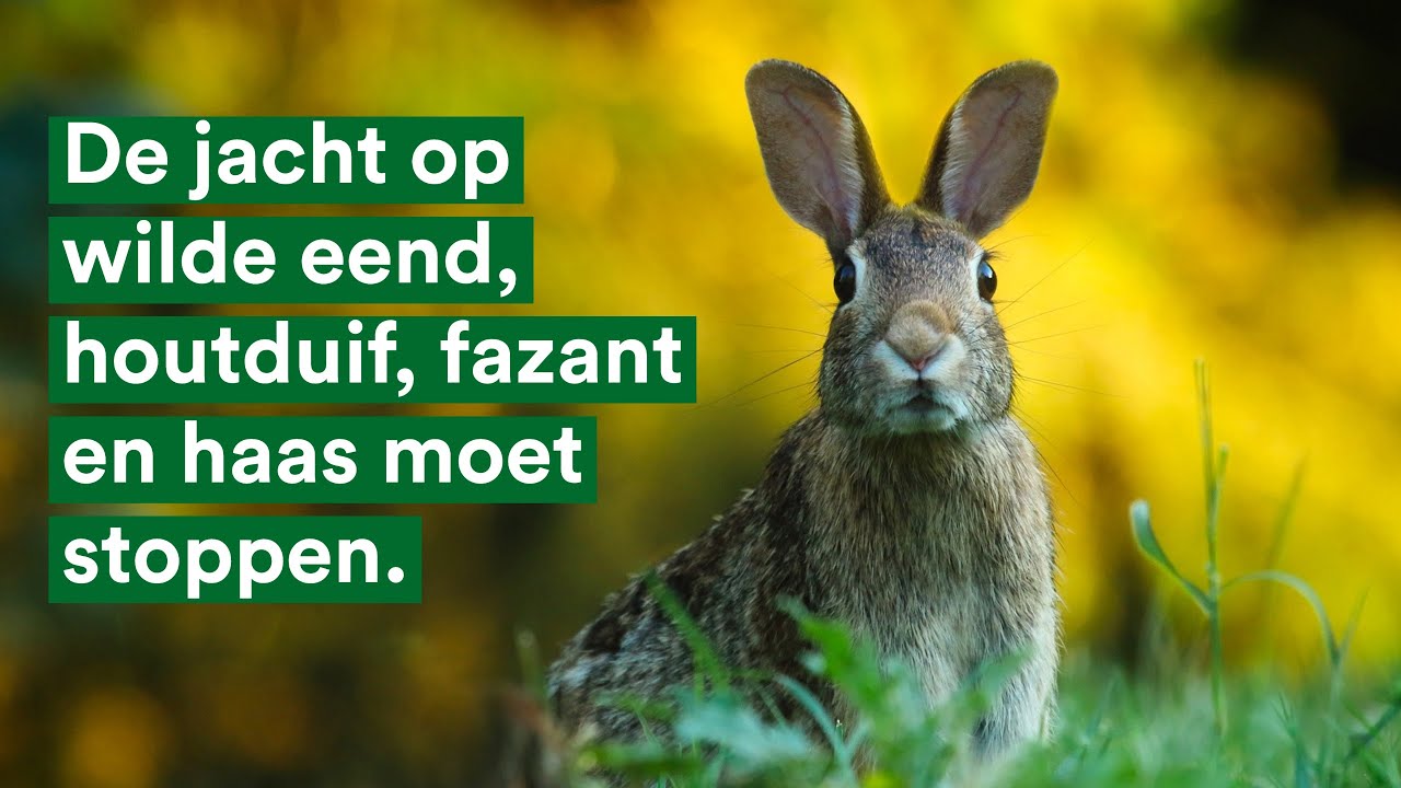 De jacht op wilde eend, houtduif, fazant en haas moet stoppen.