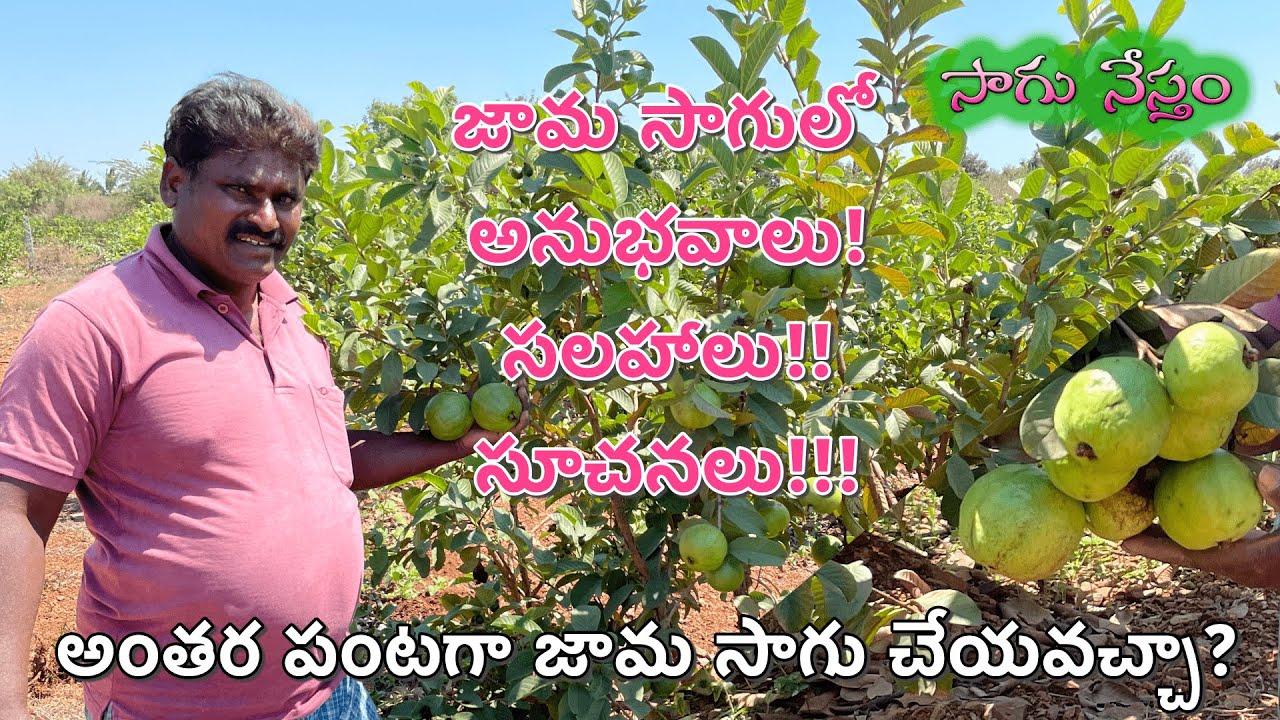 Guava Cultivation | తైవాన్ జామ సాగుతో లాభమా? నష్టమా? | బత్తాయి తోటలో అంతరపంటగా జామ | Sagu Nestham |
