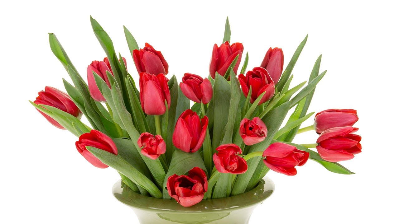 Tulip Care & Handling