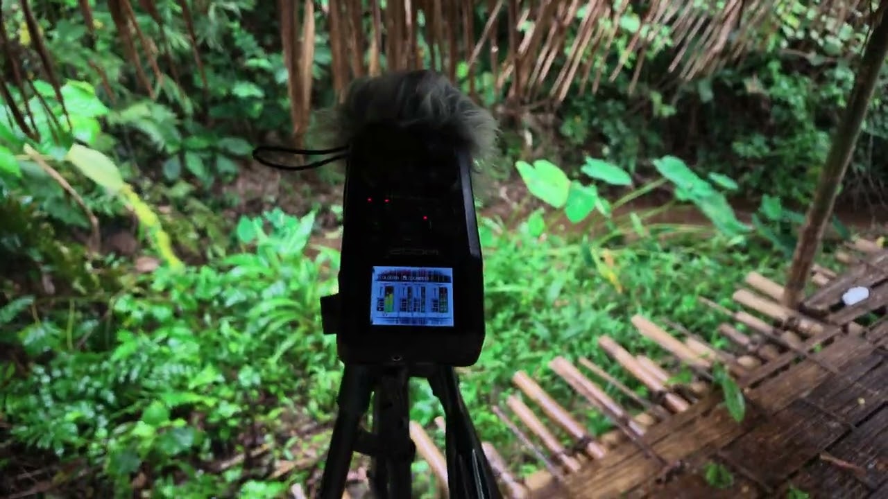 Real Field Recording &bull; Rain Falling on a Forest Cabin 🌲 | Authentic Nature Sounds