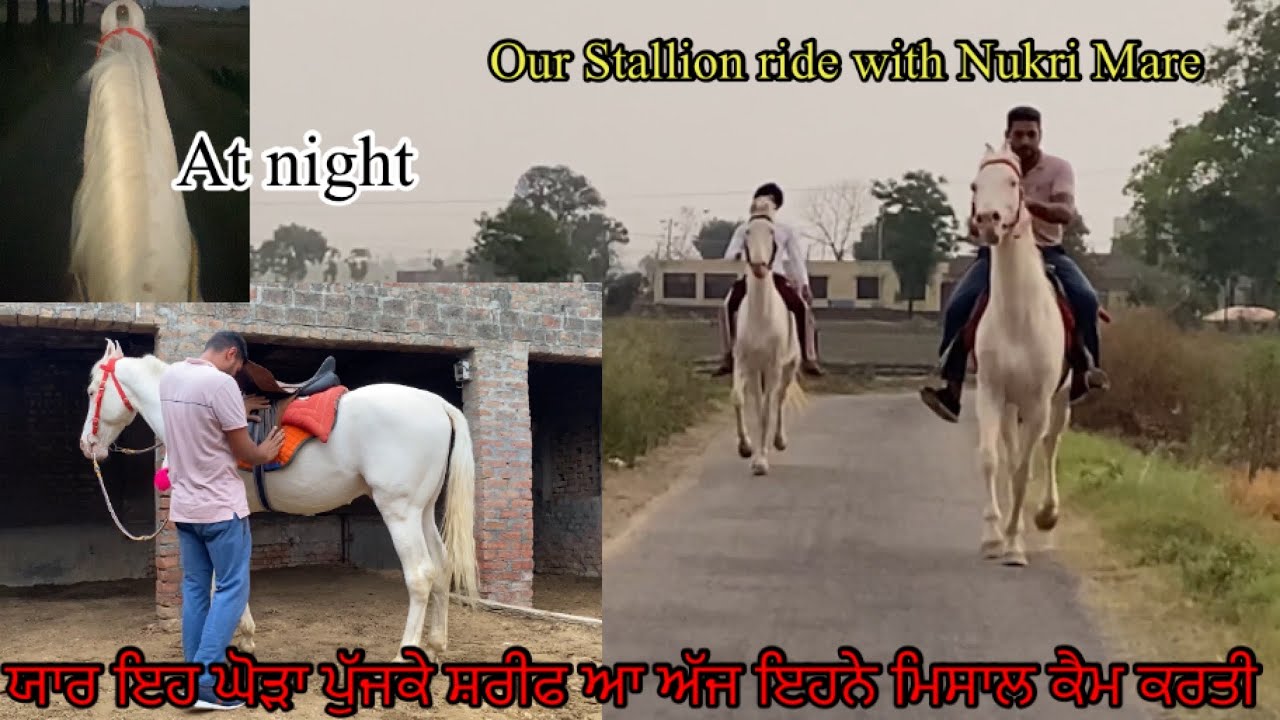 17 km Riding Our Nukra Stallion with Nukri Mare at night #beanttulewal #horselover #horseriding