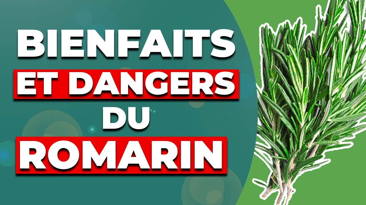 Tout savoir sur le romarin ( bienfaits et dangers )