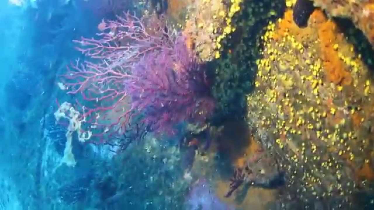 Plongée sur l'épave du Chaouen en HD - Phare du Planier (Marseille)