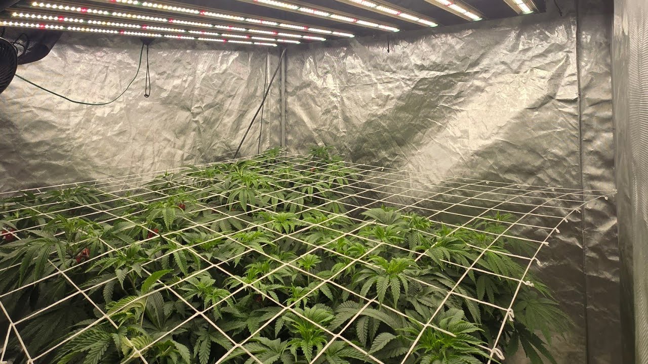 Clearwater genetics Faceoff og x gary satan update + clones for next grow + autopot update