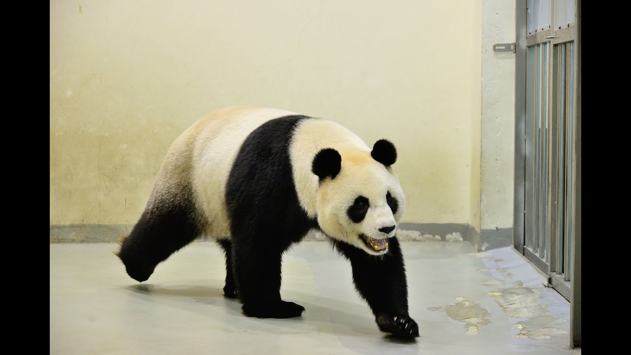 圓圓已進入發情期－大貓熊館圓仔擔綱 Breeding Season Of The Giant Panda