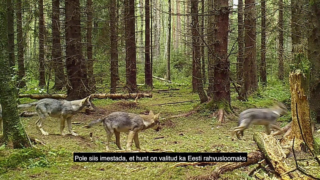 Hundi lood. Hunt ja inimene