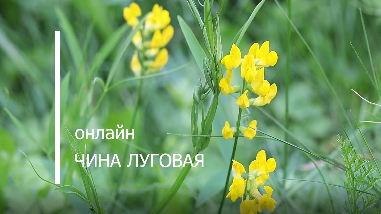 Чина луговая