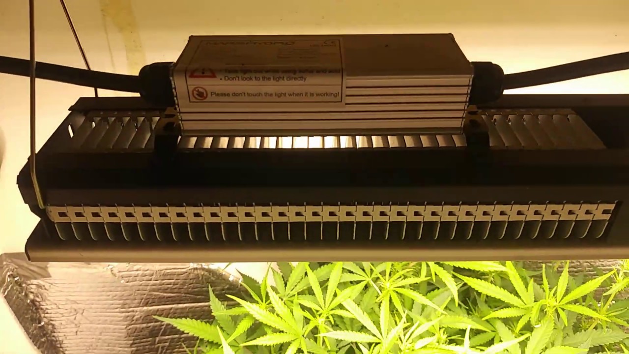 D.I.Y. Deep Water Culture Auto flower MarsHydro SP150
