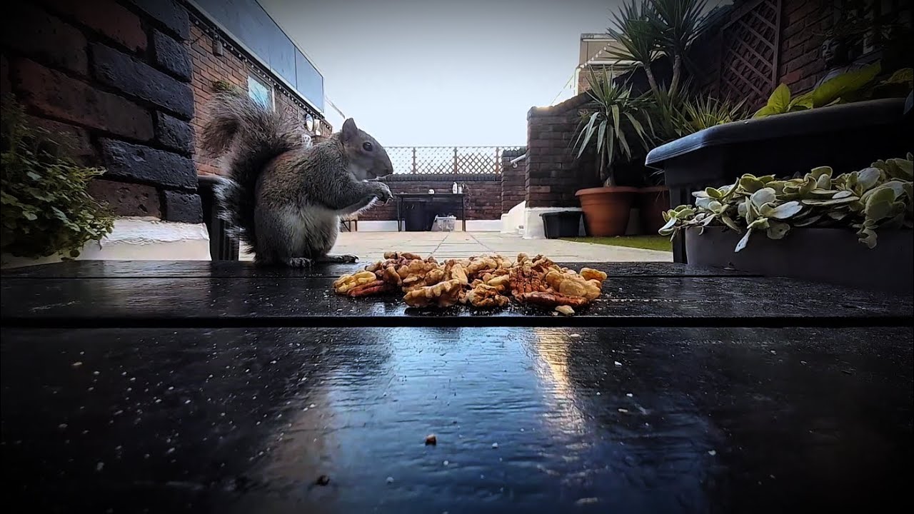 #squirrel