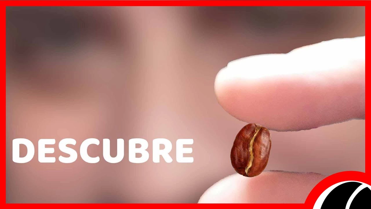 Conoce los 3 TIPOS de GRANOS de CAFÉ que Todo BARISTA CONOCE