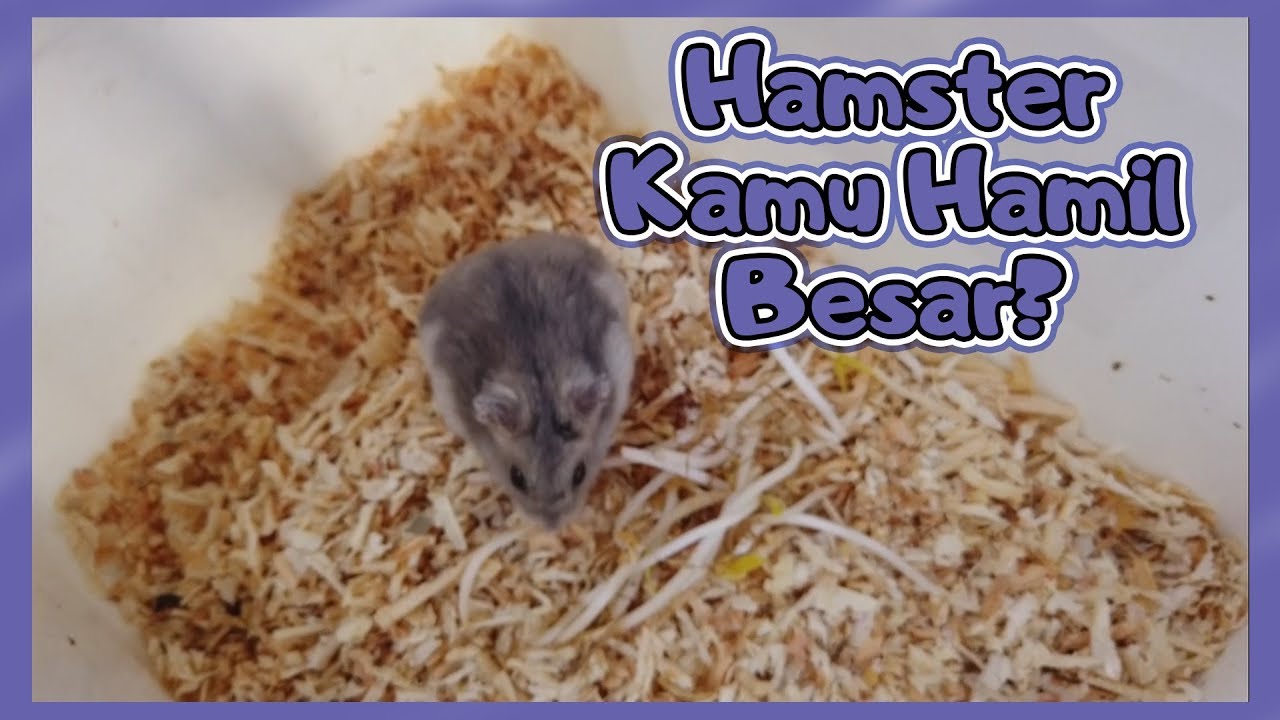 Praktek Persiapan Untuk Hamster Yang Akan Melahirkan