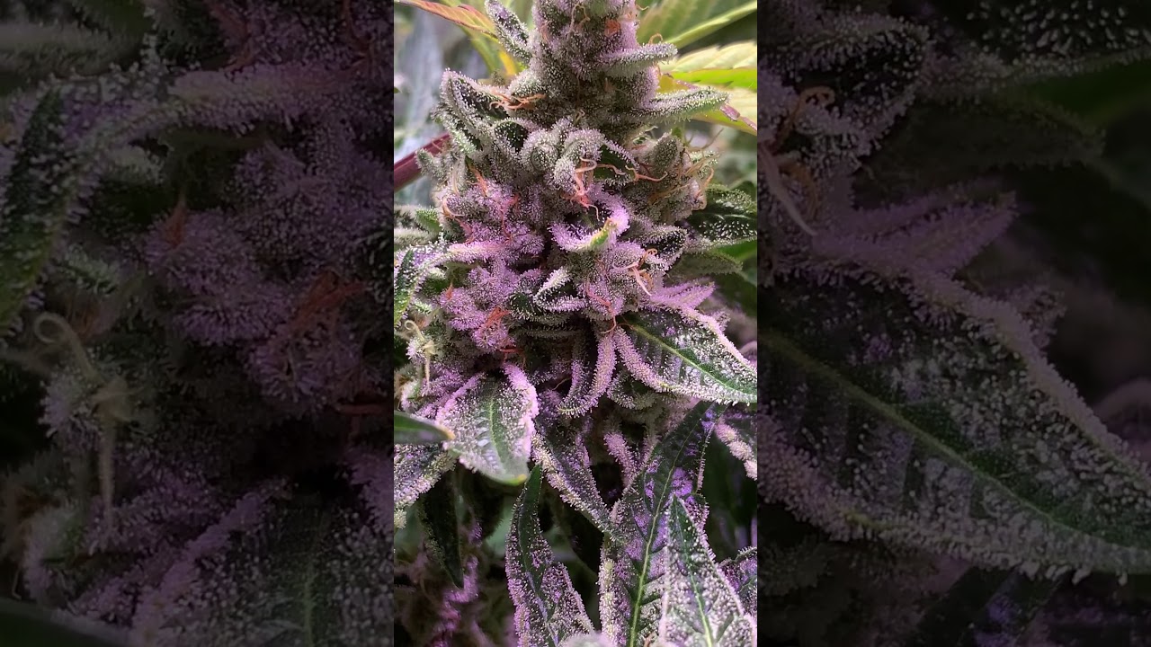 Barney&acute;s Farm y Toni13: Variedad Dos si Dos 33 genotipo verde