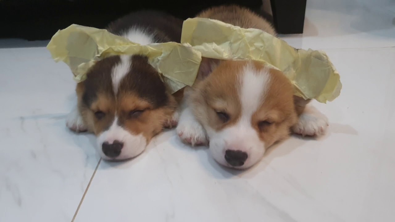 Puppy Welsh Corgi Sleeping