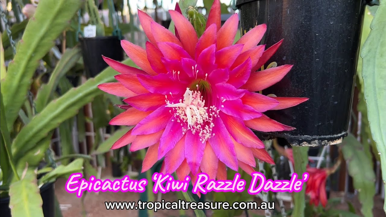 Epicactus &lsquo;Kiwi Razzle Dazzle&rsquo;