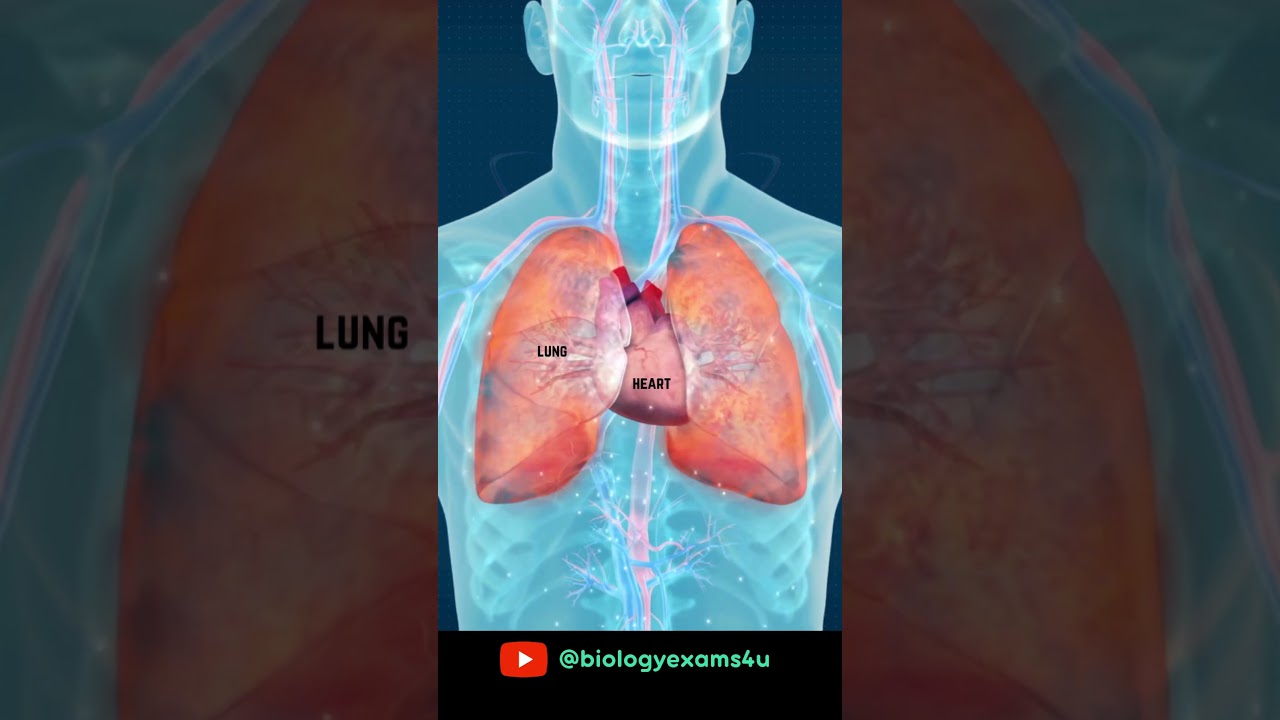 Heart and Lungs in action #education
