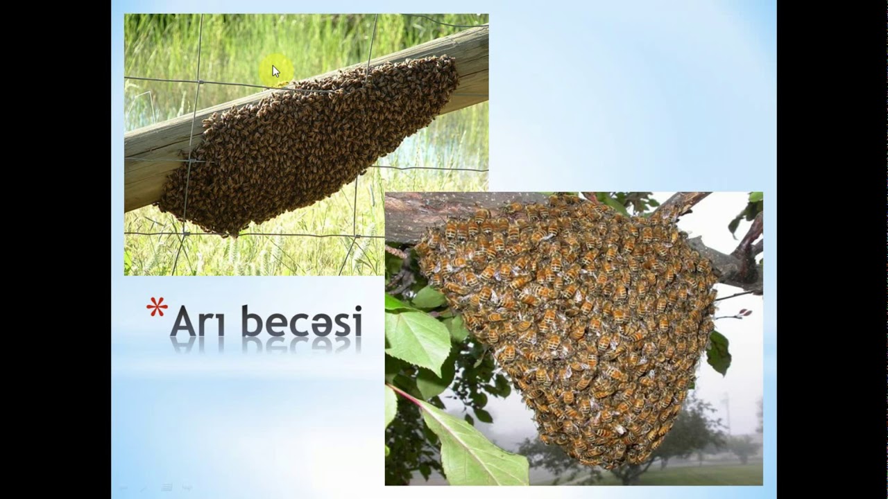 48  zarqanadlılar, ikiqanadlılar, cücülərin əhəmiyyəti