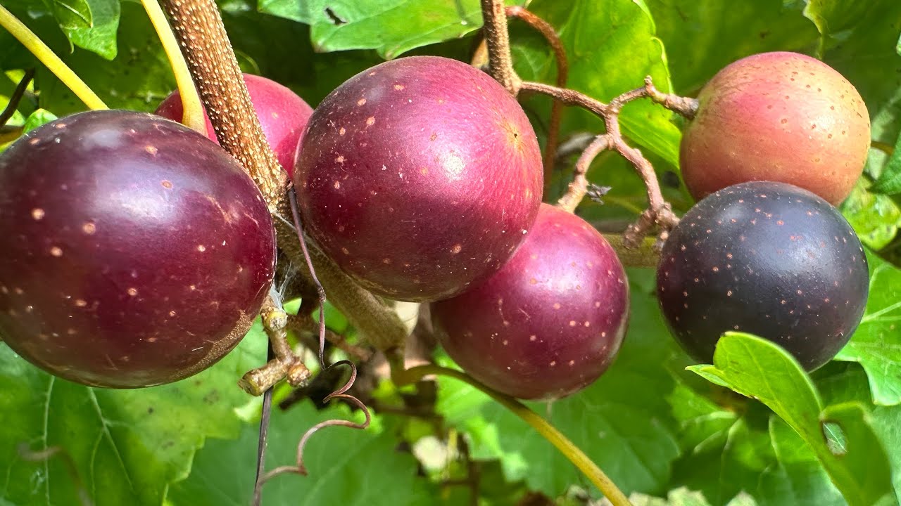 Paulk Muscadines Taste Test August 25, 2025