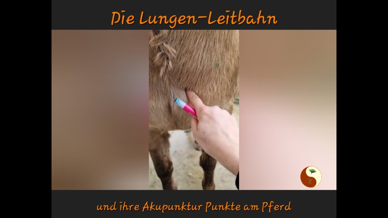 Die Lungen-Leitbahn und ihre Akupunktur Punkte
