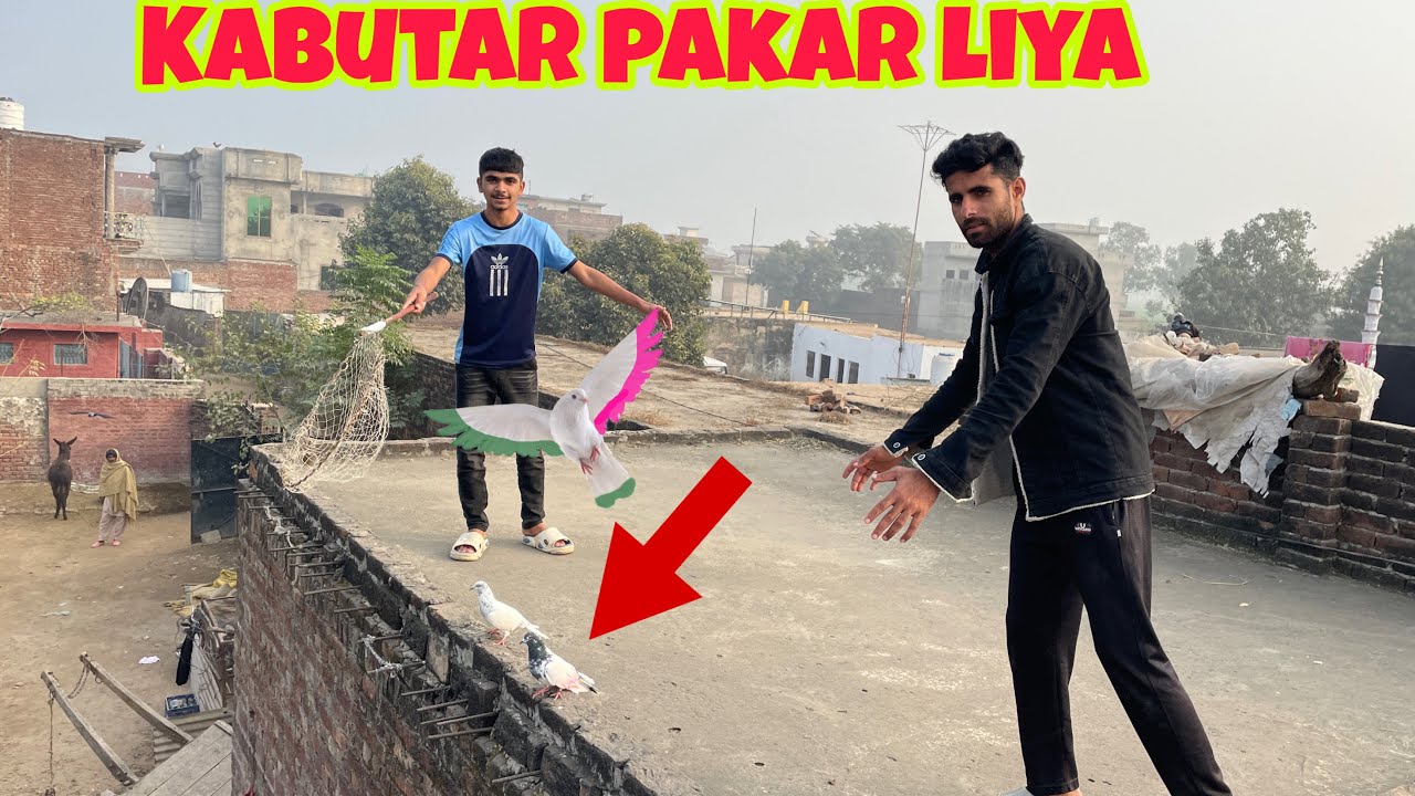Aj Rang Wala kabotar Pkra 😘